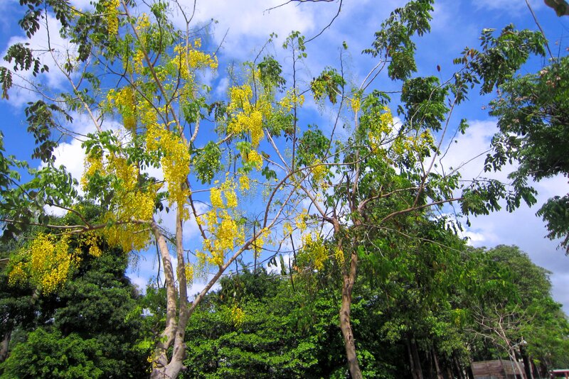 Yellow-flowered Tree — Blue, Serene