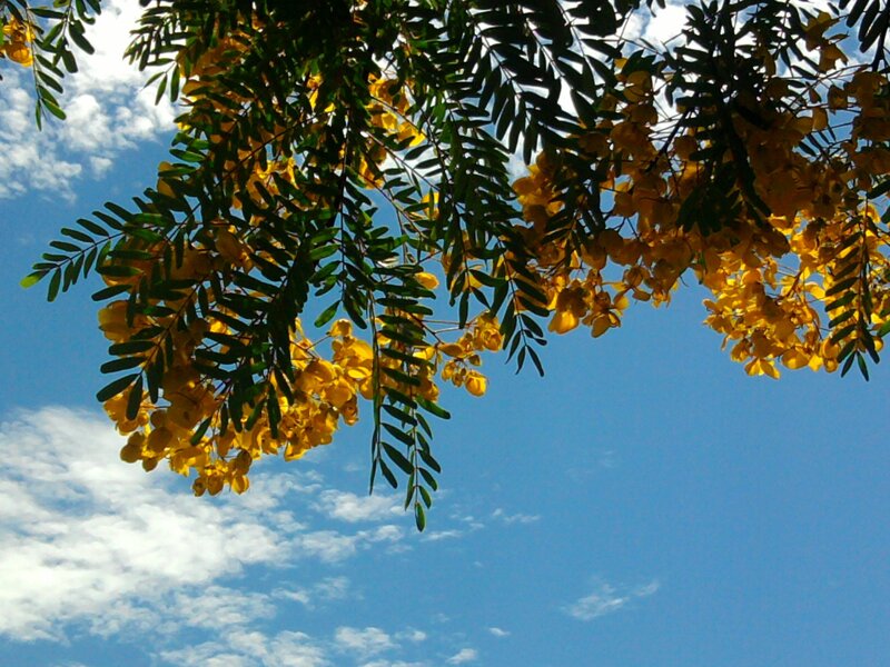Yellow-flowered Tree Branch — Blue