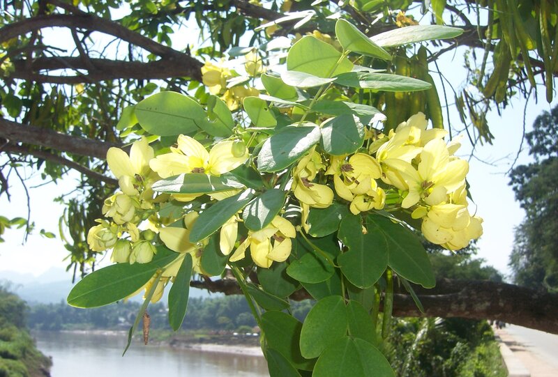 Yellow-flowered Tree Branch