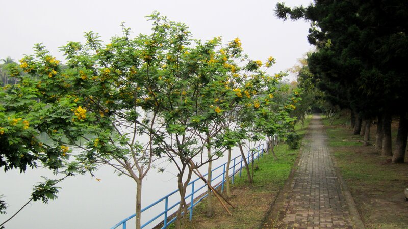 Yellow-flowered Tree — Green