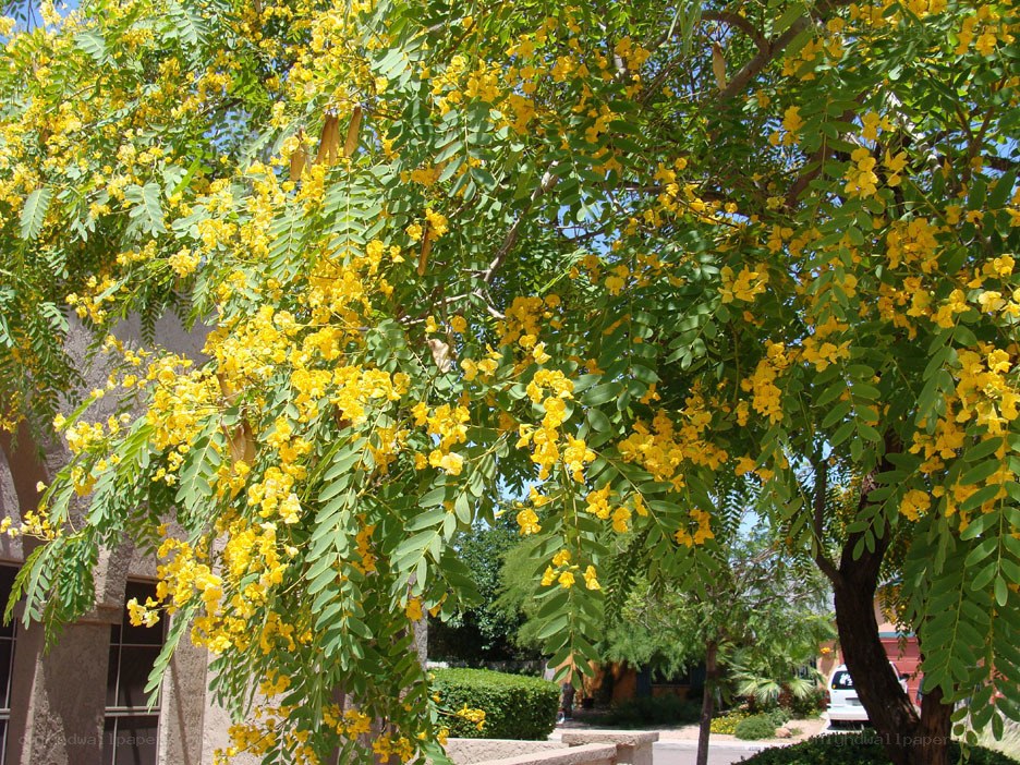 Yellow-flowered tree in bloom