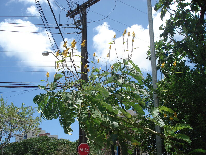 Yellow-flowered tree near power lines