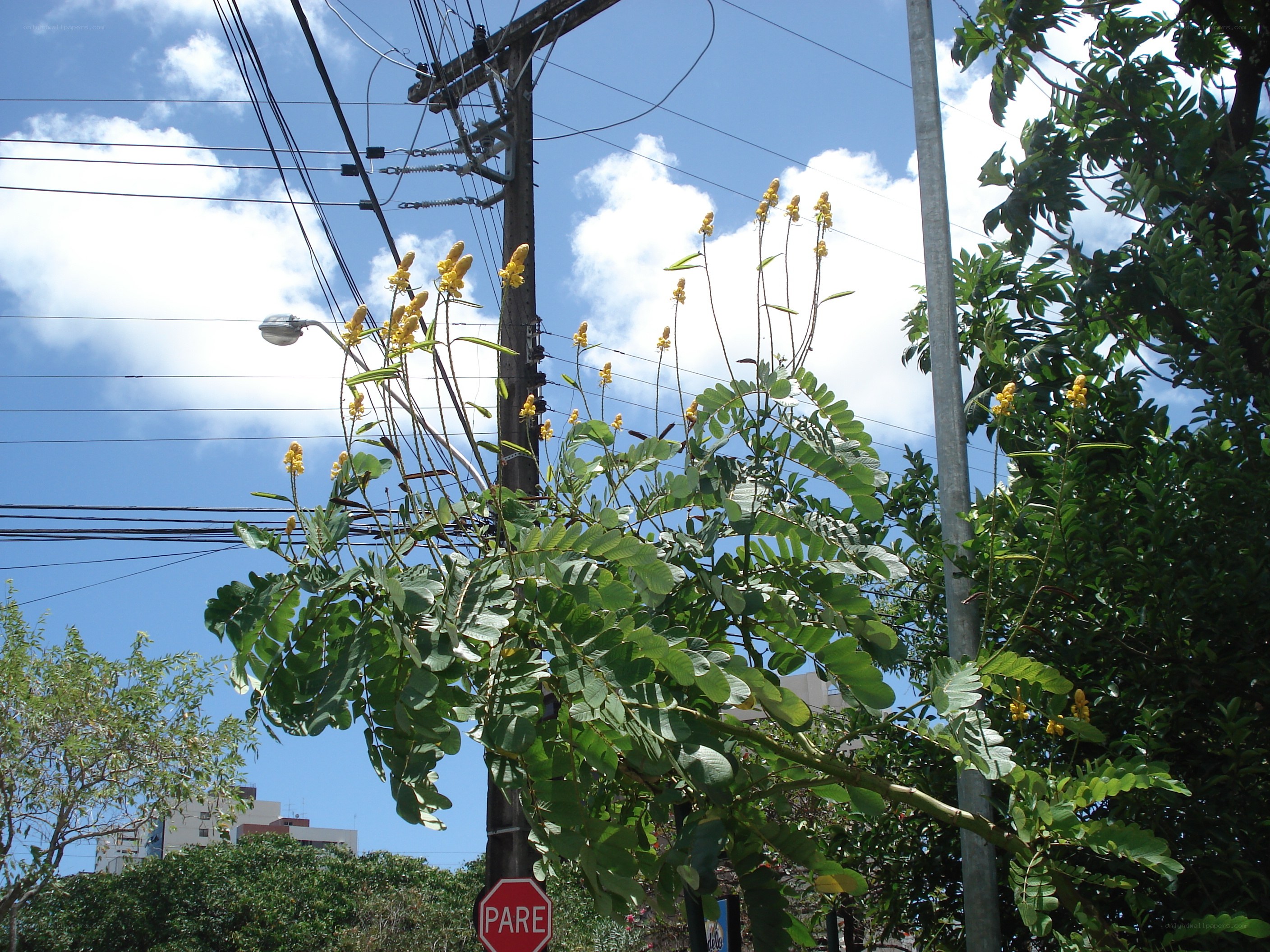 Yellow-flowered tree near power lines