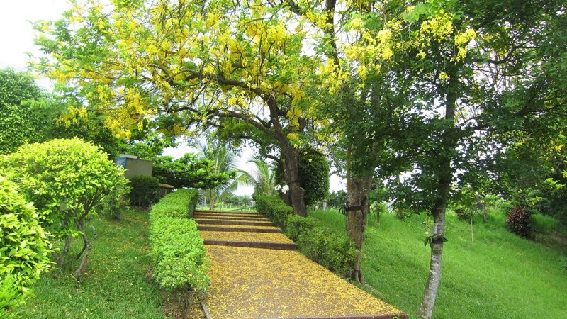 Yellow-flowered Tree Pathway