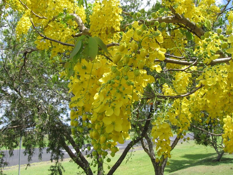 Yellow Flowered Tree — Serene
