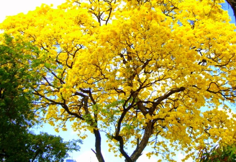 Yellow-flowered Tree