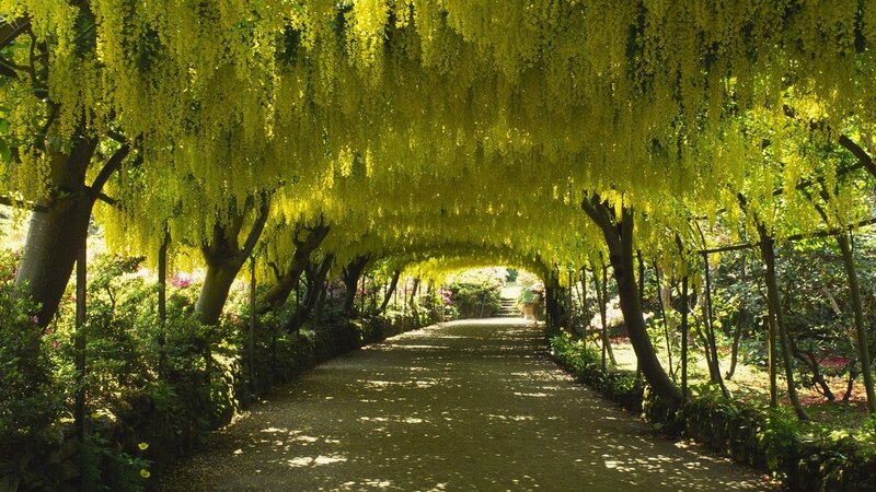 Yellow-flowered Tree Tunnel