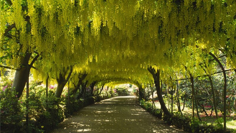 Yellow-flowered Tree Tunnel — Yellow, Serene