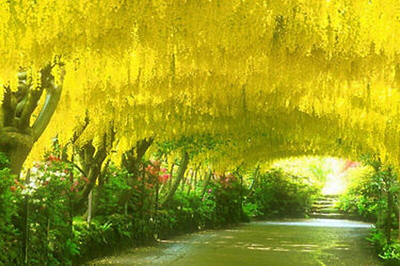 Yellow-flowered Tree Tunnel — Yellow