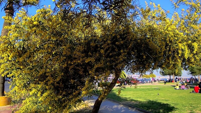 Yellow-flowered Tree — Yellow, Bright, Afternoon, Photograph