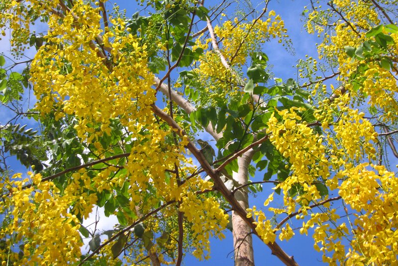 Yellow-flowered Tree — Yellow, Bright, Afternoon