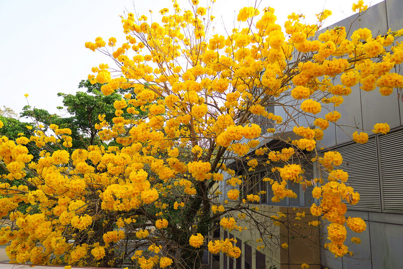Yellow-flowered Tree — Yellow, Bright, Spring