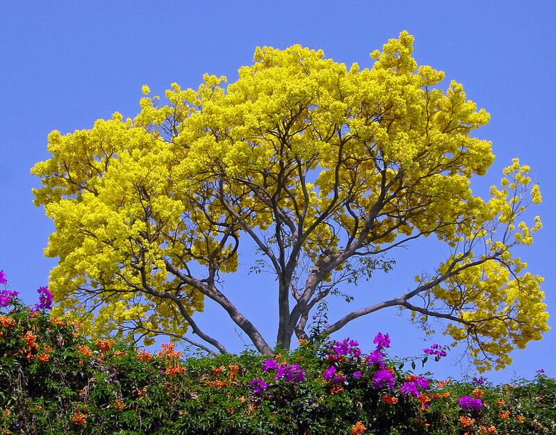 Yellow-flowered Tree — Yellow, Bright