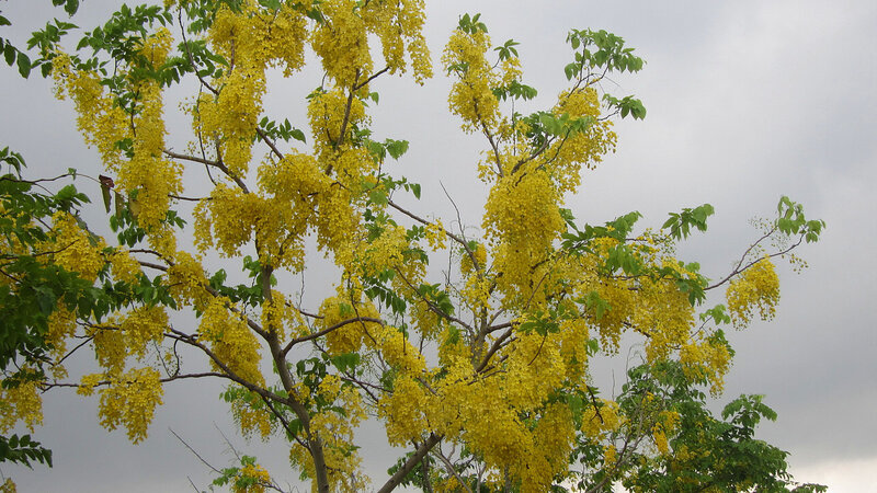Yellow-flowered Tree — Yellow, Calm, Spring, Photograph