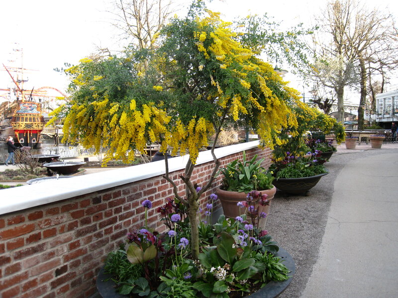 Yellow-flowered Tree — Yellow, Calm, Spring