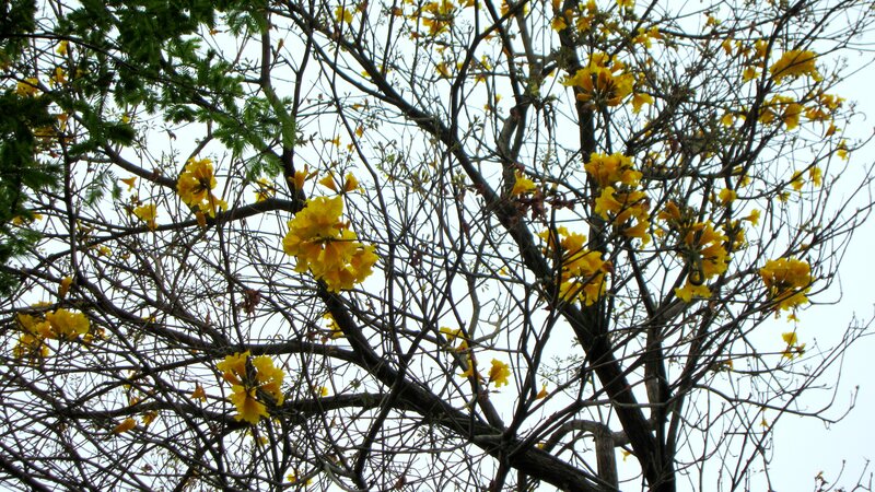 Yellow-flowered Tree — Yellow, Calm