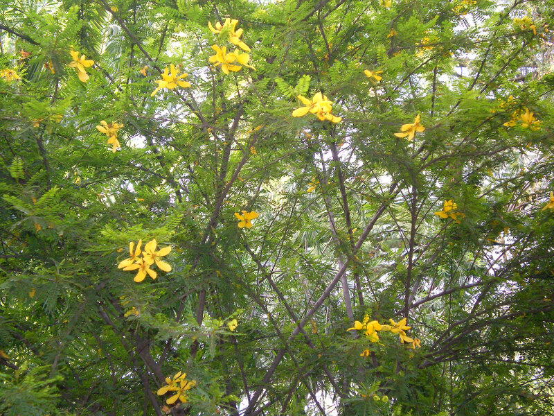 Yellow-flowered Tree — Yellow, Natural, Afternoon