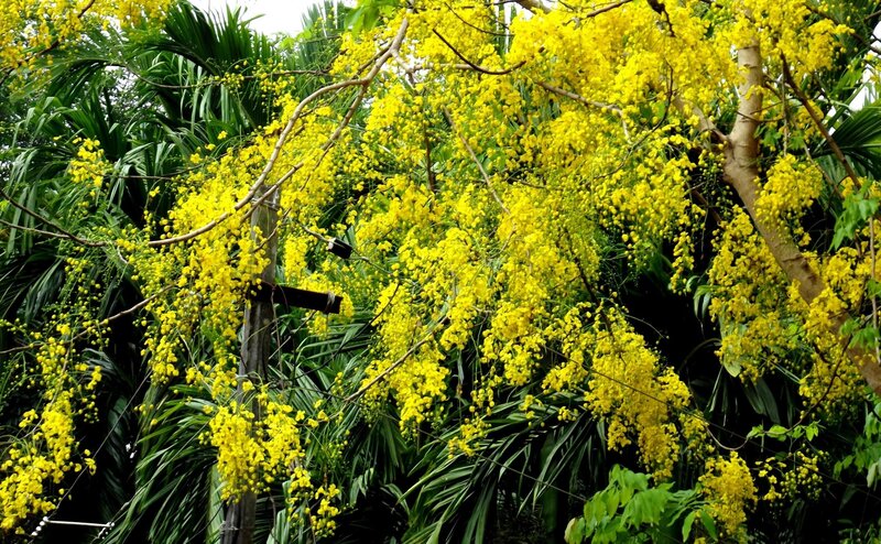 Yellow-flowered Tree — Yellow, Natural