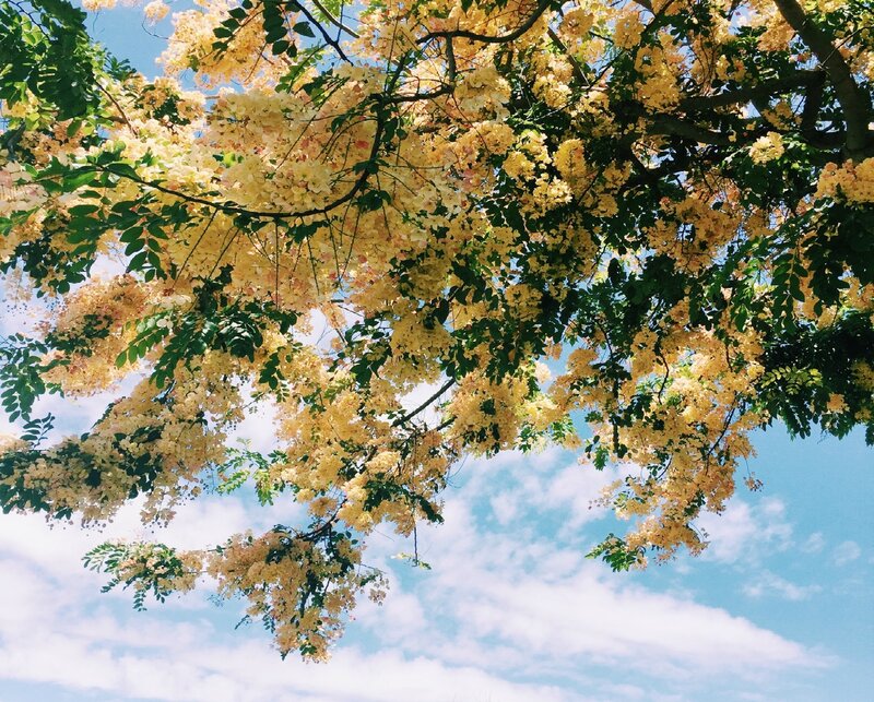 Yellow-flowered Tree — Yellow, Serene, Afternoon, Photograph, Green Leaves