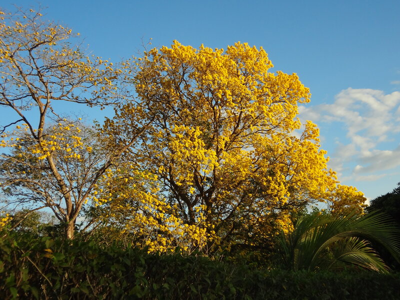 Yellow-flowered Tree — Yellow, Serene, Afternoon, Photograph