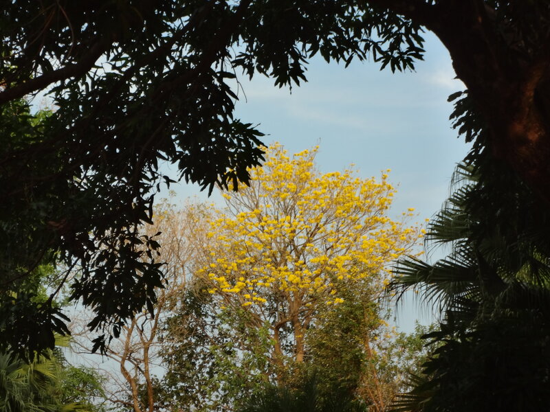Yellow-flowered Tree — Yellow, Serene, Afternoon, Photograph, Trees