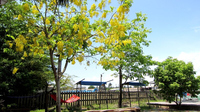 Yellow-flowered Tree — Yellow, Serene, Afternoon