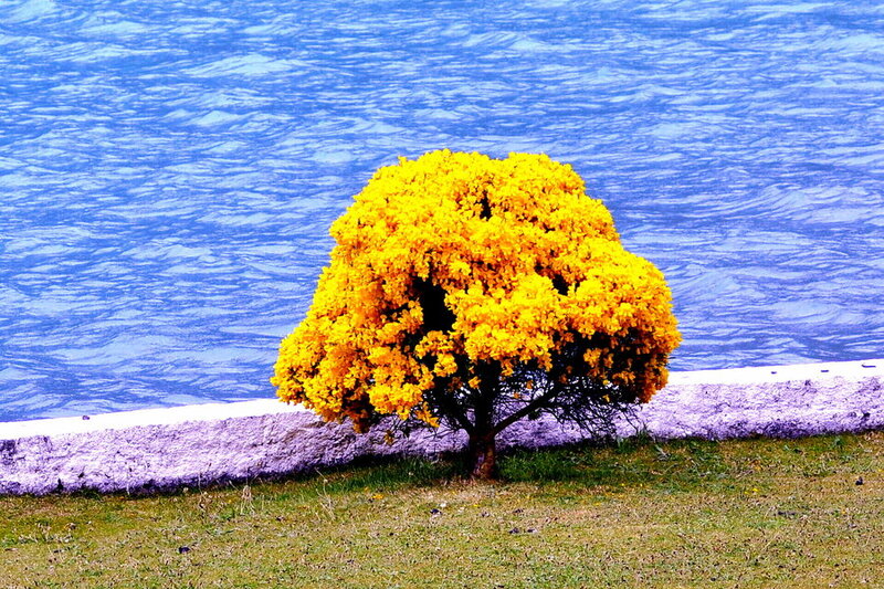 Yellow-flowered Tree — Yellow, Serene, Photograph