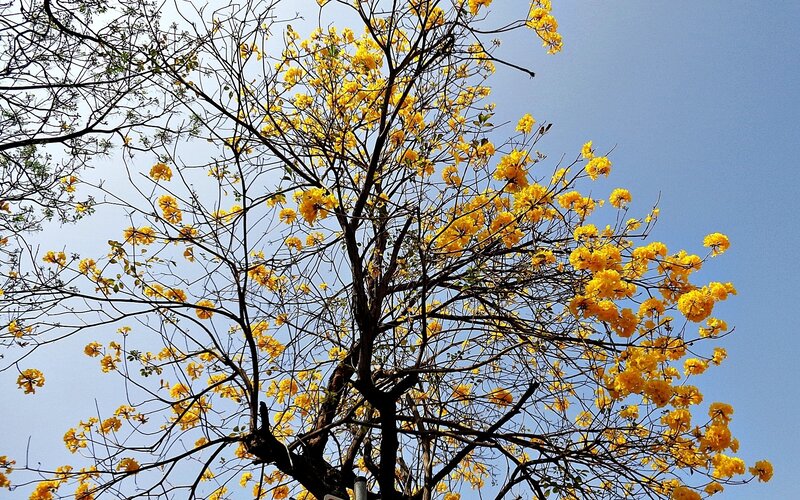 Yellow-flowered Tree — Yellow, Serene, Spring, Photograph, Branches