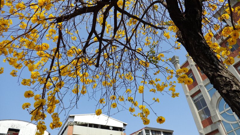 Yellow-flowered Tree — Yellow, Serene, Spring, Photograph, Building