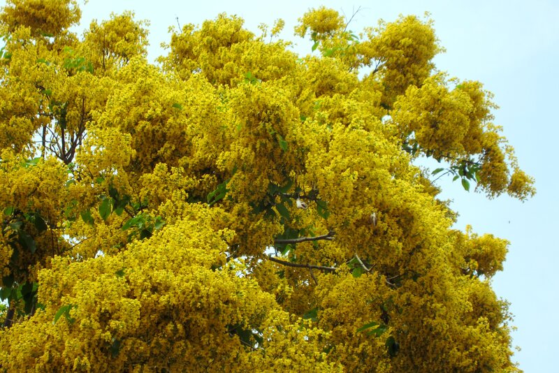 Yellow-flowered Tree — Yellow, Serene, Spring, Photograph