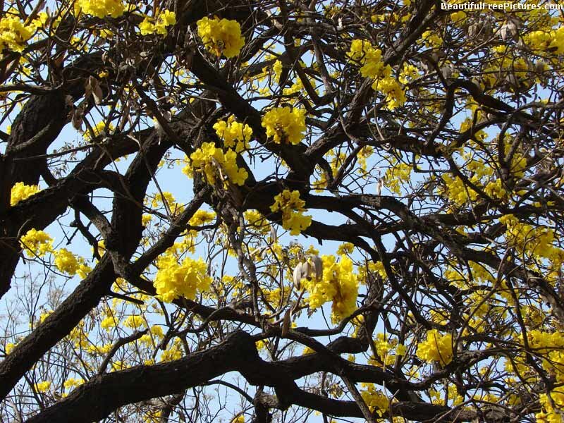 Yellow-flowered Tree — Yellow, Serene, Spring