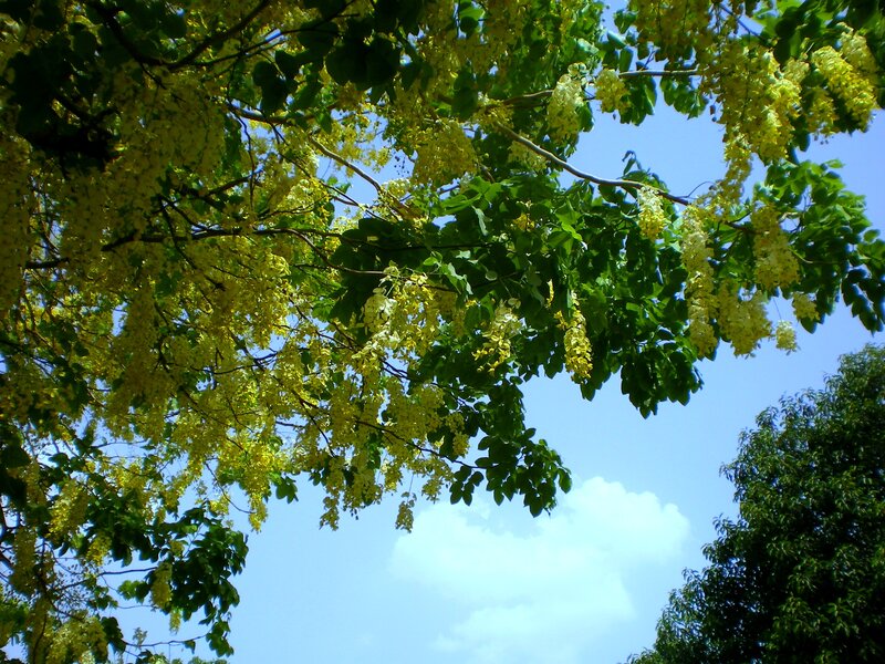 Yellow-flowered Tree — Yellow, Serene