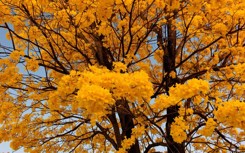 Yellow-flowered Tree — Yellow