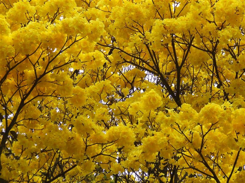 Yellow-flowered Tree — Yellow, Vibrant