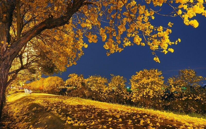 Yellow-flowered Trees at Night