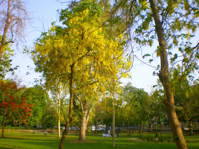 Yellow-flowered trees in a park