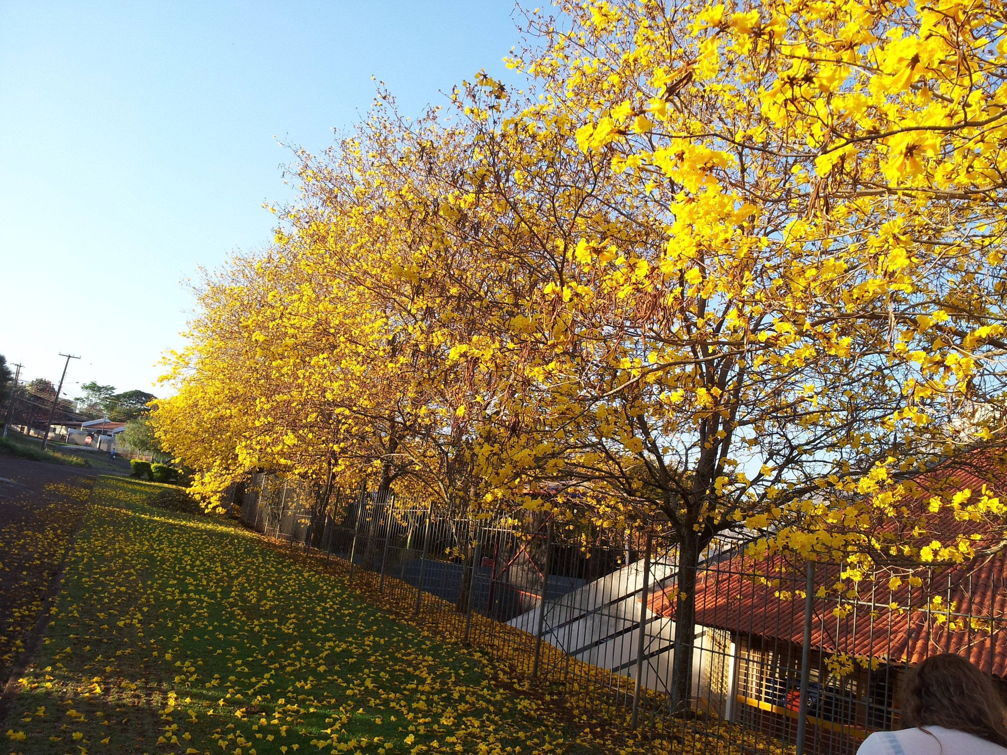 Yellow-flowered trees in autumn
