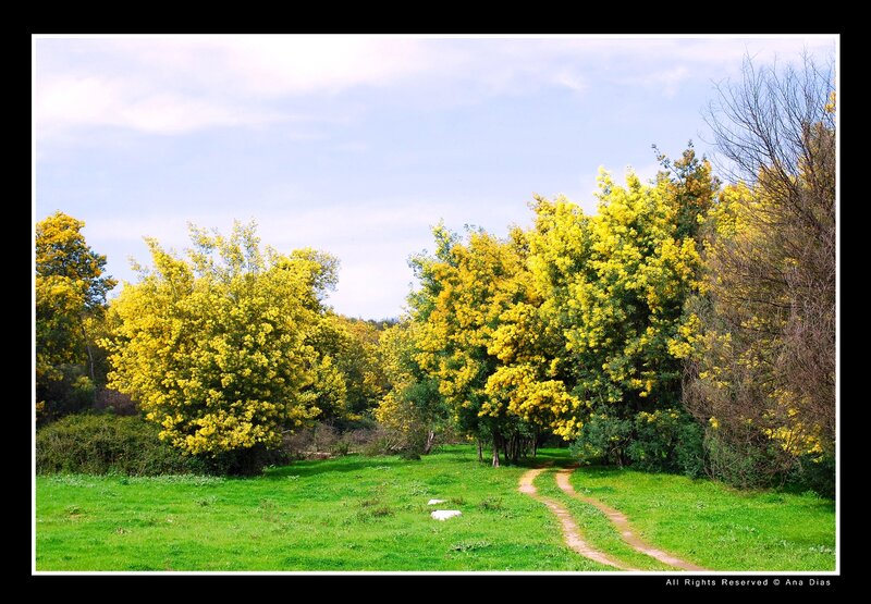 Yellow-flowered Trees