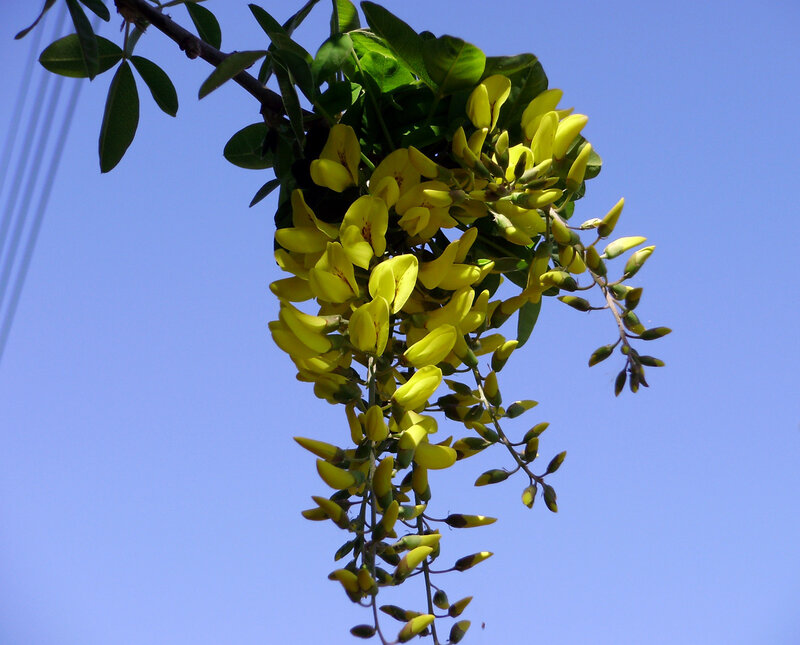 Yellow Flowering Branch — Serene, Afternoon