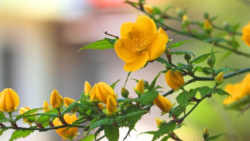 Yellow Flowering Branch — Serene