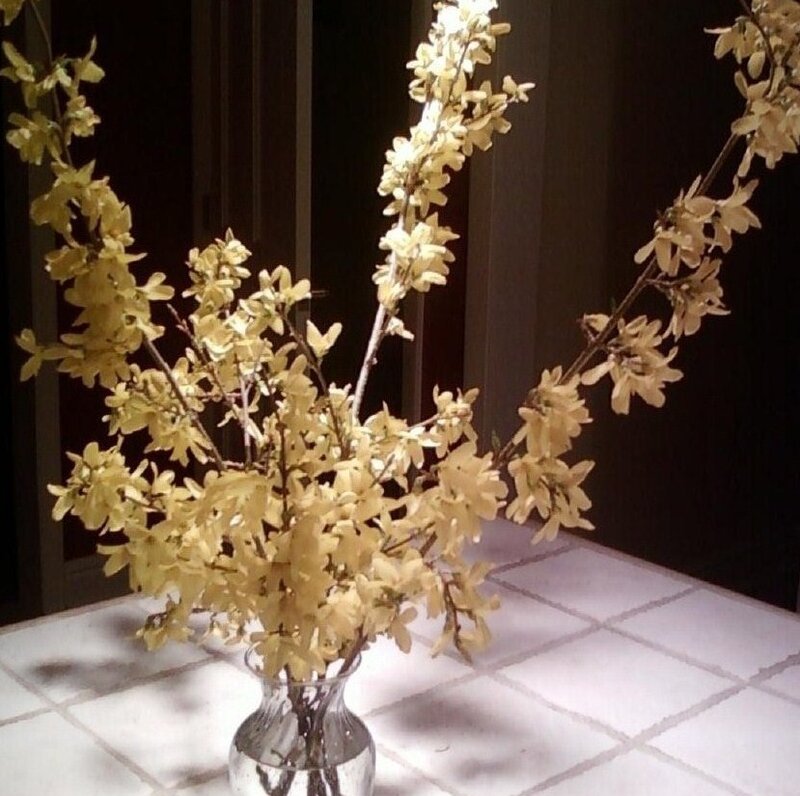 Yellow Flowering Branches