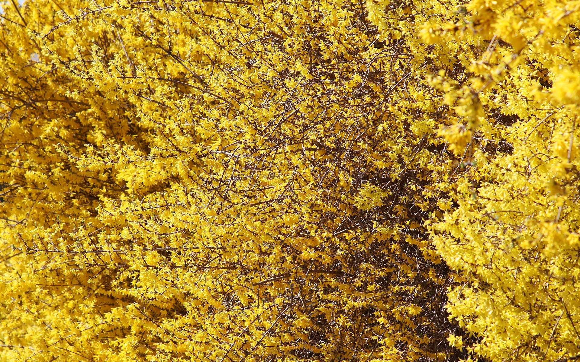 yellow flowering bush