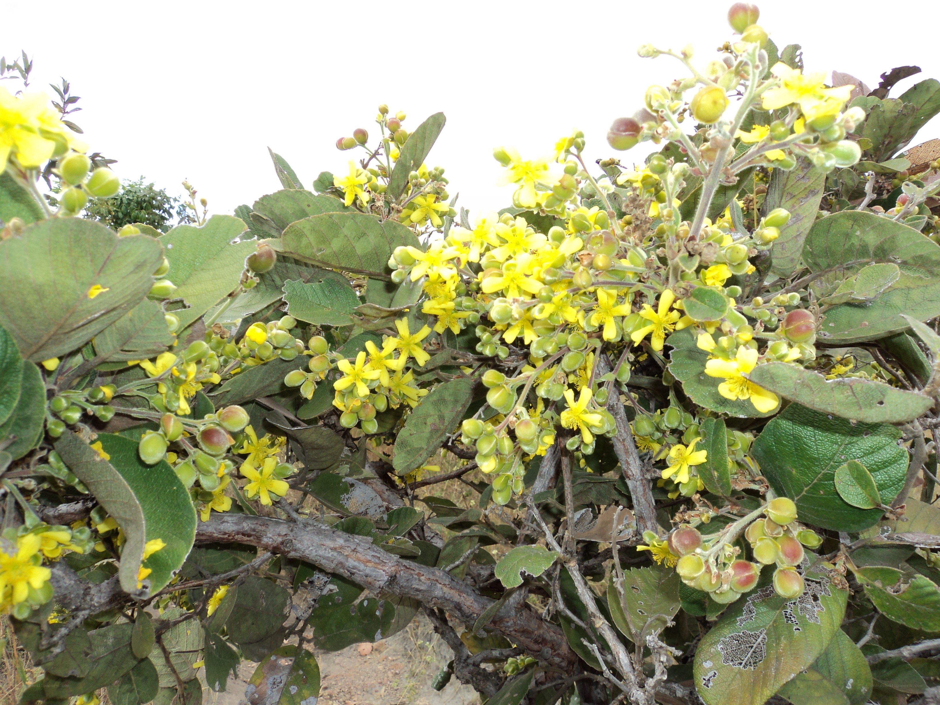 yellow flowering bush
