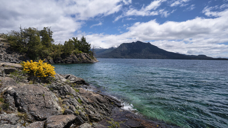 Yellow Flowering Bush — Blue