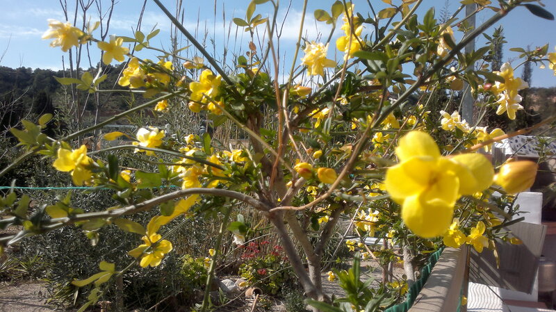 Yellow Flowering Bush — Bright, Afternoon