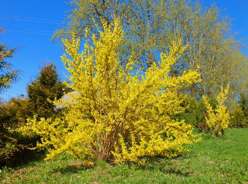 Yellow Flowering Bush — Bright, Spring