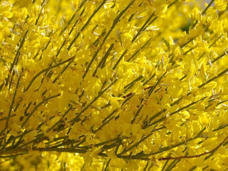 Yellow Flowering Bush — Bright