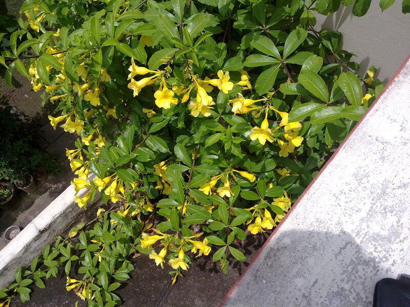 Yellow Flowering Bush — Calm, Afternoon, Photograph, Green Leaves