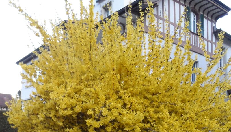 Yellow Flowering Bush — Calm, Spring, Photograph, Building