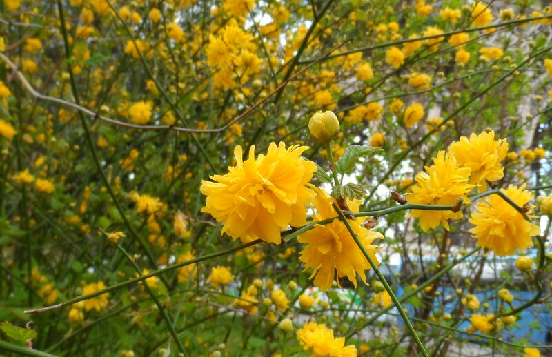 Yellow Flowering Bush — Calm, Spring, Photograph, Flowers